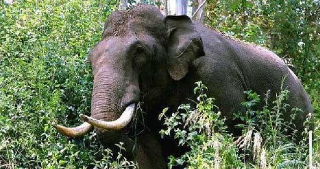 വാ​ള​യാ​റി​ൽ കാ​ട്ടാ​ന​യാ​ക്ര​മ​ണം; ക​ർ​ഷ​ക​ന് പ​രി​ക്ക്