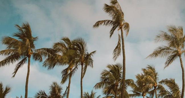 കോ​ട്ട​യ​ത്ത് ശ​ക്ത​മാ​യ കാ​റ്റി​ൽ വ്യാ​പ​ക നാ​ശ​ന​ഷ്ടം