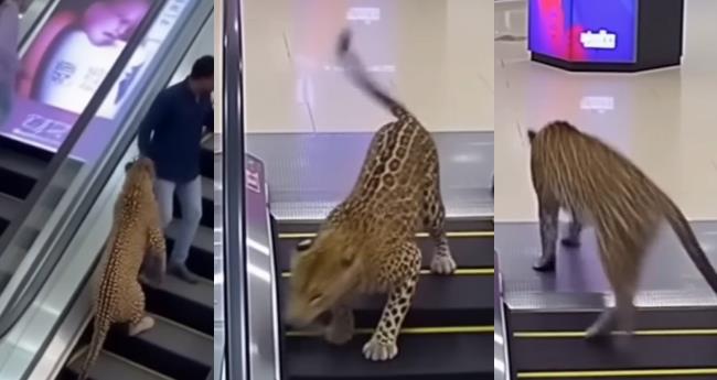 Deepfake Danger: Why the Leopard in Phoenix Mall Video Fooled Millions