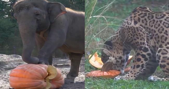 Its More Than a Photo Op: Zoo Animals Get Vital Festive Care with Pumpkin Treats