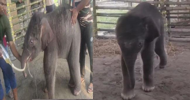 15 Day Old Elephant Calf Saved from River Taken to Pilkhana Care
