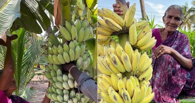 Traditional Banana Ripening Technique