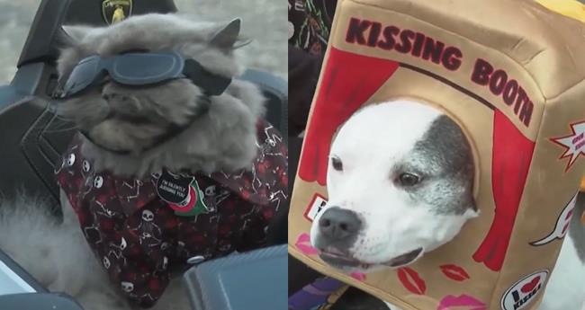 Costumed Canines Delight Crowds at Michigans Annual Howloween Parade