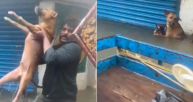 Rescue Of Dogs