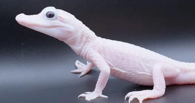 white alligator