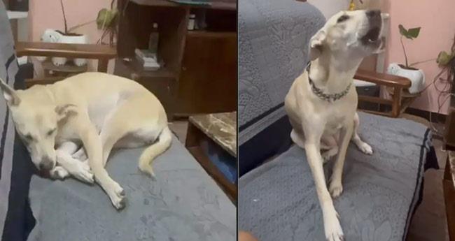 Rescue Of Dogs