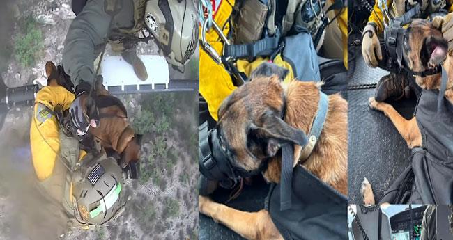 Helicopter Crew Plucks Injured Dog from Rugged Arizona Trail