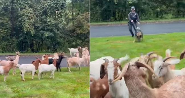 German Shepherd Helps Cop Clear Goat