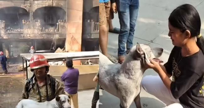 A Firefighters Compassion: Delhi Hero Risks Life to Save Dog from Blazing Apartment