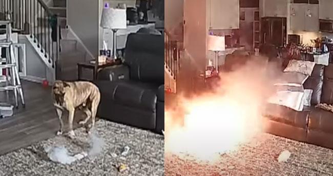 Viral Video Shocker: Watch What Happens When a Dog Chews a Charged Lithium Battery