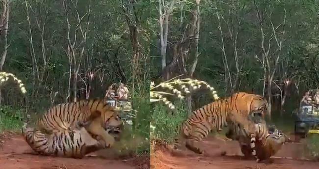 Mothers Might: Ranthambores Riddhi and Daughter Meera Lock Claws in Rare Intense Territory Fight