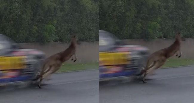 Kangaroo Escapes Disaster as Kai Allen Swerves at High Speed During Bathurst 1000