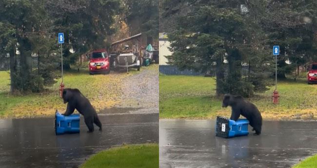 Hibernation Hangry: Viral Video Captures Black Bear Dragging Bashing and Losing to a Sealed Bin