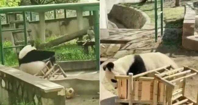 panda chair
