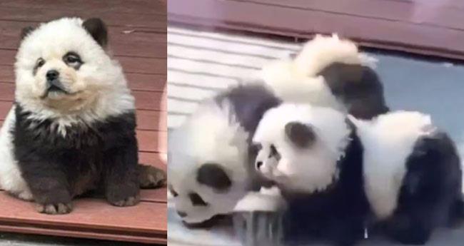 chow chow pandas