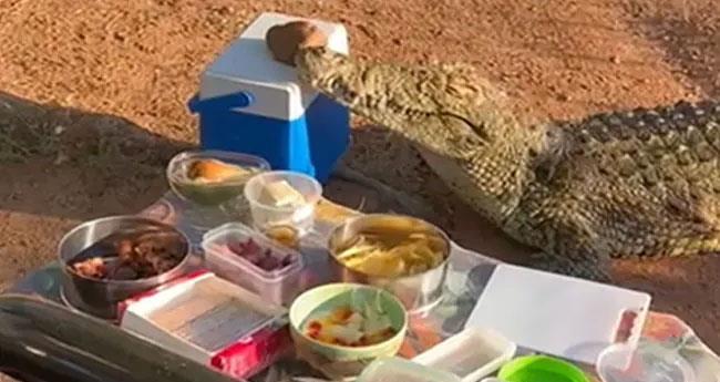 Crocodile Steals Ice Box From Elderly People On Picnic In South Africa