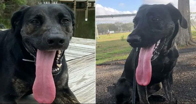 US Dog Achieves Guinness World Record For Longest Tongue Measuring 127cm