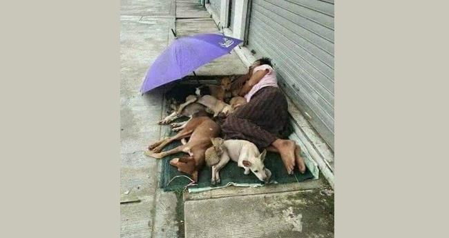 homeless man sleeping with dogs on roadside