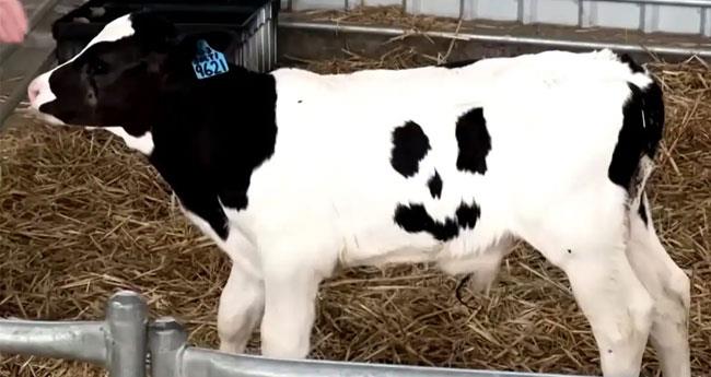 Calf Born With Smiley On Its Hide Becomes Peoples Favorite In Australia