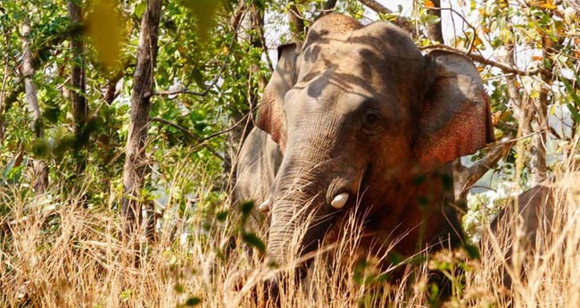 വ​ന്യ​ജീ​വി​ക​ളു​ടെ ആ​ക്ര​മ​ണം; കൊ​ല്ല​പ്പെ​ടു​ന്ന​വ​രു​ടെ ആ​ശ്രി​ത​ര്‍​ക്ക് 10 ല​ക്ഷം