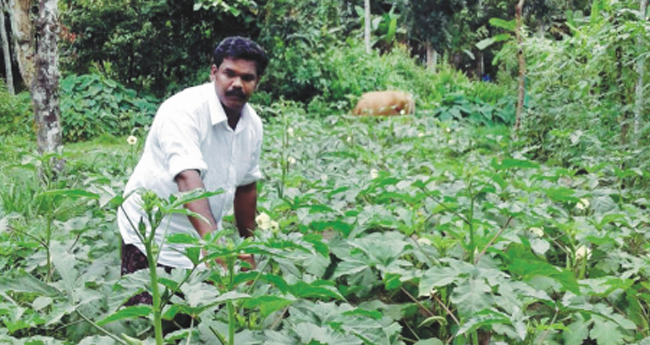 ഇവിടെ കൃഷിയിലുമുണ്ട് അല്പം രാഷ്‌ട്രീയം!