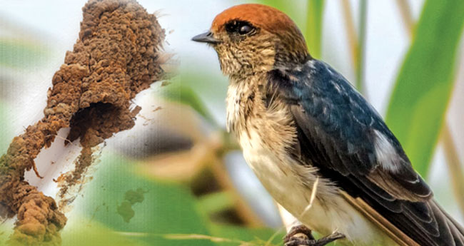 ക​ളി​മ​ണ്ണു​കൊ​ണ്ട് ഗു​ഹ​യൊ​രു​ക്കി വി​സ്മ​യ​മൊ​രു​ക്കു​ന്ന  "കേ​വ്സ് സ്വാ​ലോ