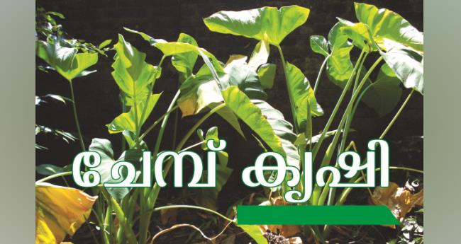 ചേ​മ്പ് കൃഷി അറിയേണ്ടതെല്ലാം