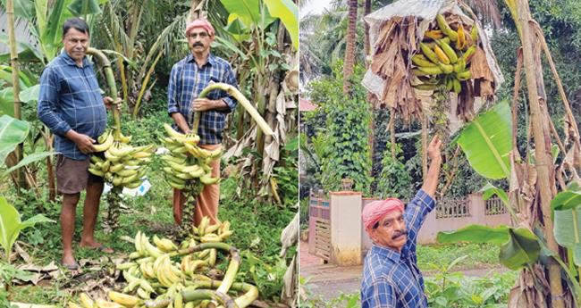 ഓ​ണ​വി​പ​ണി​യി​ൽ താ​ര​മാ​യി ചെ​ങ്ങാ​ലി​ക്കോ​ട​നും പ്ര​ഗ​തി​യും