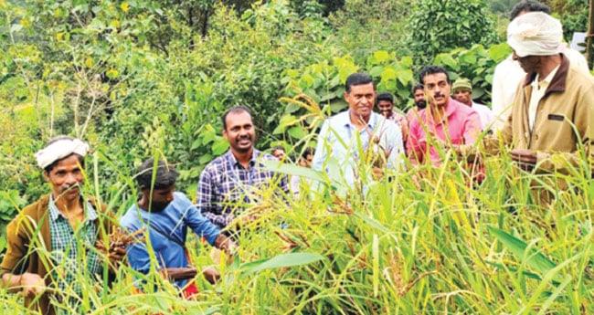 കൊ​യ്ത്തു​ത്സ​വം ആ​വേ​ശ​മാ​യി; ചെ​റു​ധാ​ന്യ​കൃ​ഷി​യി​ൽ നൂ​റു​മേ​നി