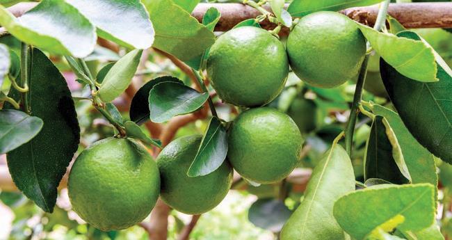 ചെ​റു​നാ​ര​കം ഗു​ണ​ദാ​യ​കം