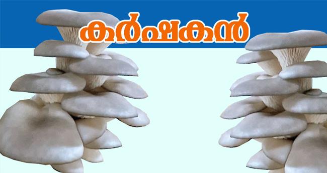ചി​പ്പി​ക്കൂ​ണ്‍