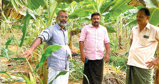 ഏ​ത്ത​വാ​ഴയ്ക്ക് ഇ​ട​വി​ള​യാ​യി നി​ല​ക്ക​ട​ല​യും ചോ​ള​വും