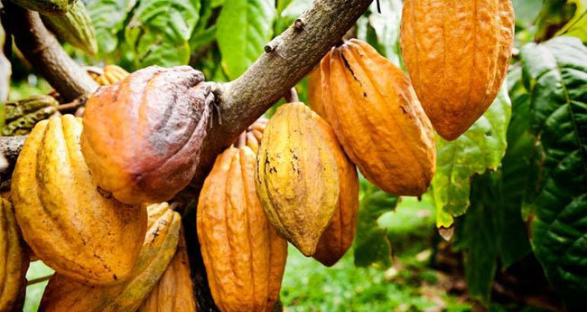 വി​ല സ​ർ​വ​കാ​ല റി​ക്കാ​ർ​ഡി​ൽ; കൊ​ക്കൊ തൈ​ക​ൾ​ക്ക് വ​ൻ ഡി​മാ​ൻ​ഡ്