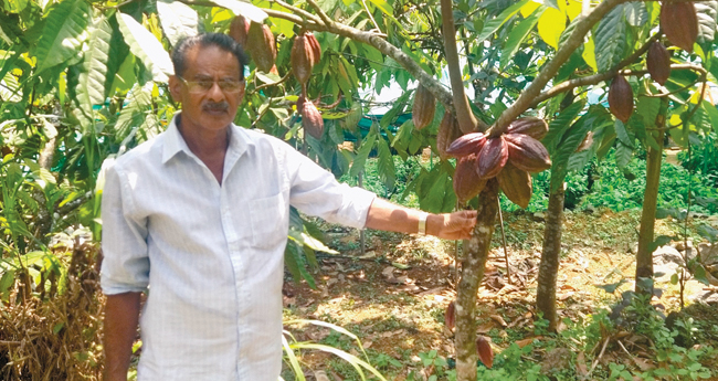 കൊ​ക്കോ​യ്ക്ക് പൊ​ൻ തി​ള​ക്കം; ക​ർ​ഷ​ക​ർ​ക്ക് ആ​വേ​ശം