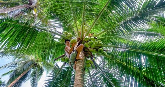 തെ​ങ്ങ് ക​യ​റാ​ൻ ആ​ള് വേ​ണോ? ഈ ​ന​ന്പ​റി​ൽ വി​ളി​ക്കൂ...
