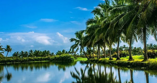 കേ​രം ഇ​ല്ലാ​താ​കു​ന്ന കേ​ര​ളം