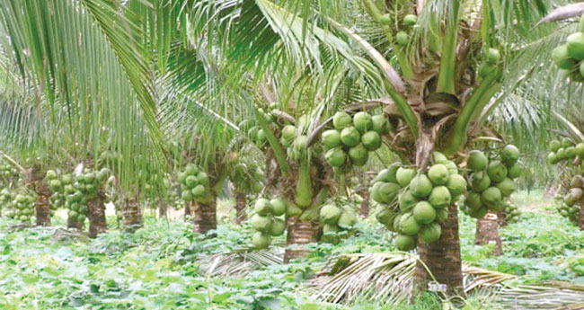 മ​ണ്ണൊ​രു​ക്കി കേ​രം ന​ട്ടു ന​ന​യ്ക്കാം