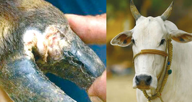 ക​രു​ത​ലും പ്ര​തി​രോ​ധ​വും