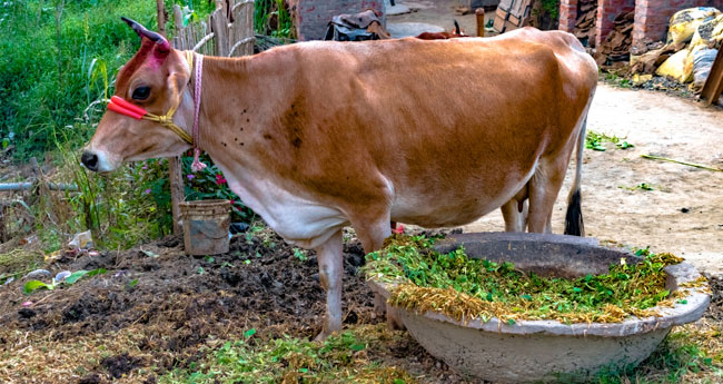 കന്നുകാലി സംരക്ഷകർക്ക് ഗോപാൽ രത്ന പുരസ്കാരം