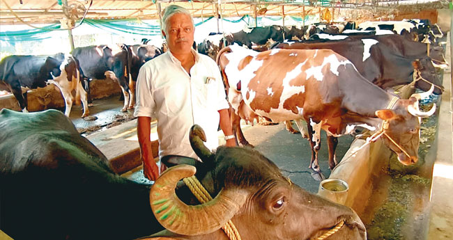 കു​ന്നി​ൻ മു​ക​ളി​ൽ പ​ശു​ക്ക​ൾ​ക്കു സു​ഖ​വാ​സം; ക്ഷീ​ര​രം​ഗ​ത്ത് കൊ​ടി പാ​റി​ച്ച് ത​ങ്ക​ച്ച​ൻ