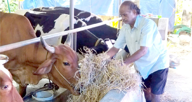 പശു വളർത്തലിലൂടെ വിജയഗാഥ രചിക്കുന്ന മുൻ സൈനികൻ