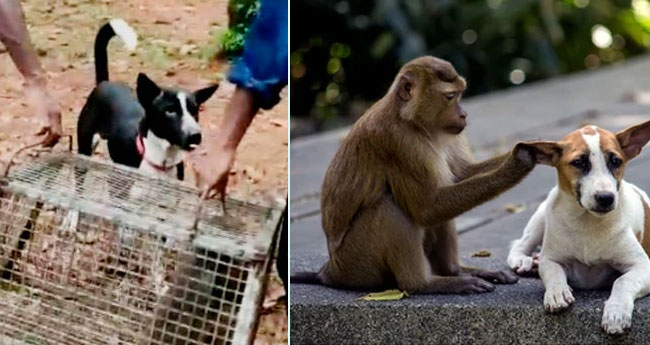 ചോറ് യജമാനന്‍റേതും കൂറ്  കുരങ്ങനോടും