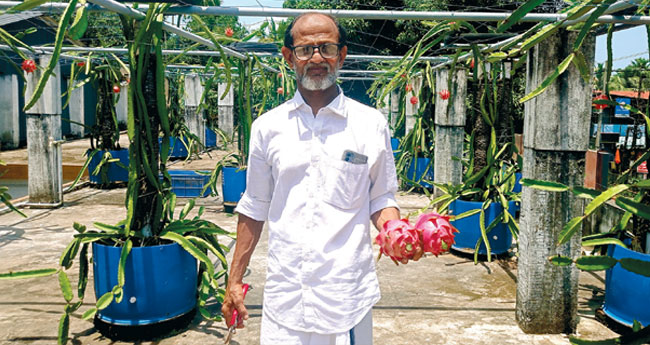 മ​ട്ടു​പ്പാ​വി​ന് അ​ഴ​ക് പ​ക​രും ഡ്രാ​ഗ​ണ്‍ പ​ഴ​ത്തോ​ട്ടം