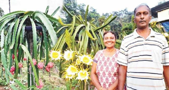 ഡ്രാ​ഗ​ൺ ഫ്രൂ​ട്ട് കൃ​ഷി​യി​ൽ ആ​ദാ​യ​മെ​ടു​ത്ത് സു​രേ​ഷും റോ​സി​ലി​നും