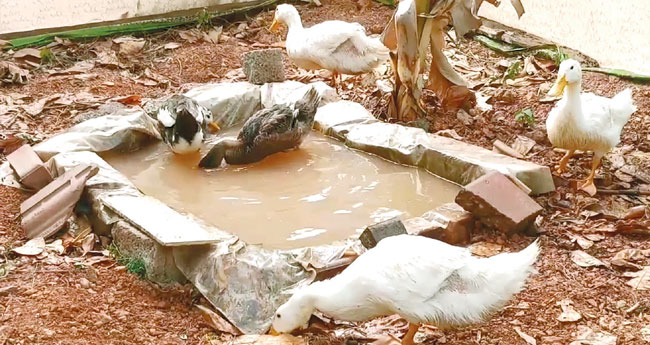 പൊ​ൻ​മു​ട്ട​യി​ടും മു​റ്റ​ത്തെ താ​റാ​വ്
