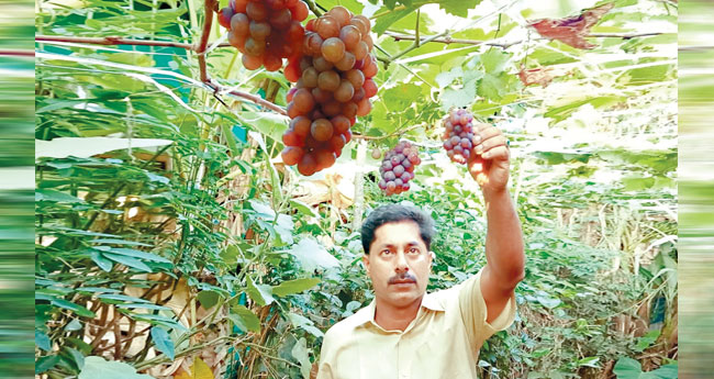 കു​മ​ര​ക​ത്ത് വി​ള​ഞ്ഞ മു​ന്തി​രി​ക്ക് തേ​ൻ​മ​ധു​രം