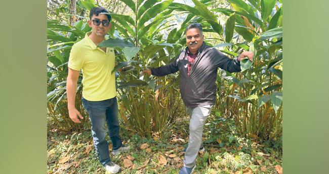 ഗ്വാ​ട്ടി​മാ​ല​യി​ൽ ഏ​ലം വി​ള​യു​ന്ന​തു ഏ​റെ​യും വീ​ട്ടു​വ​ള​പ്പു​ക​ളി​ൽ