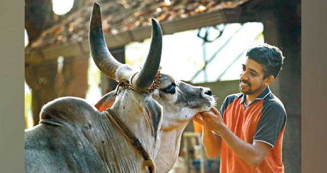 നാ​ട​ൻ പ​ശു​ക്ക​ളു​ടെ സ്വ​ന്തം ഹ​രി