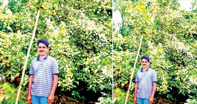 ജാ​തിക്കര്‍​ഷ​ക​ര്‍​ക്ക് പ്ര​ചോ​ദ​നമായി ഷാ​ജ​ന്‍റെ പ്രീ​മി​യം ജാ​തി