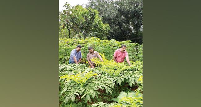 ജൈ​വ​കൃ​ഷി​യി​ൽ കൂ​ട്ടാ​യ്മ​യു​ടെ വി​ജ​യ​ഗാ​ഥ​യു​മാ​യി 93 കു​ടും​ബ​ങ്ങ​ൾ